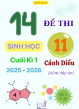 Tuyển tập 14 Đề thi cuối kì 1 năm học 2025-2026 môn Sinh học 11 Cánh Diều (Kèm đáp án)